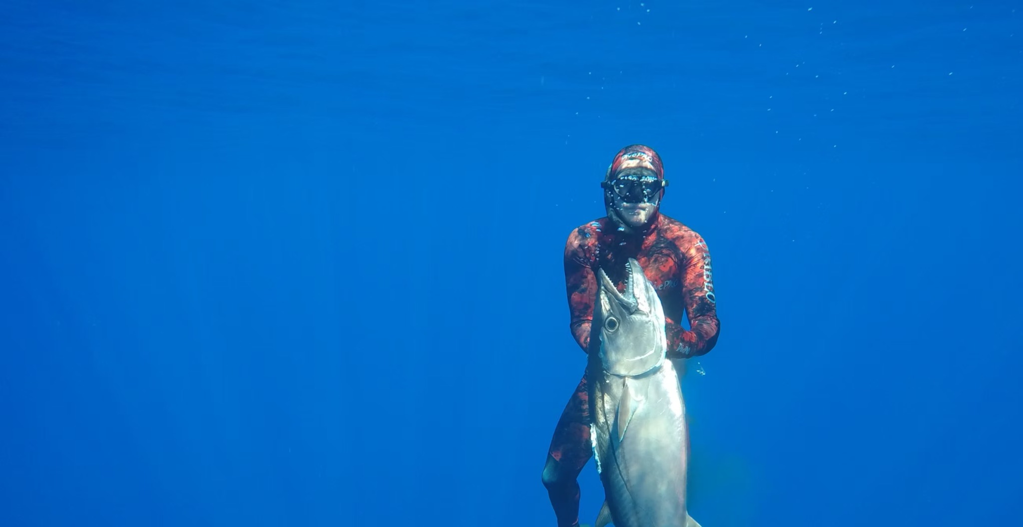 DivePRO wetsuit diver with dogtooth tuna